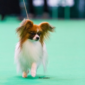 Yoshi at Crufts 2014
