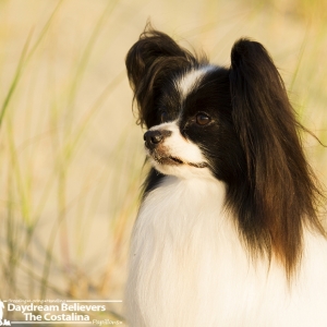 Miska at the Beach