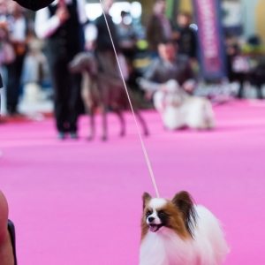 BIS Orléans Grand Prix Int.Dogshow 2014