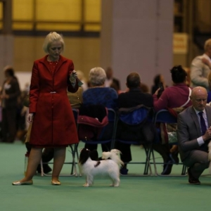 Crufts '17 Yearling Class Winner Odrija