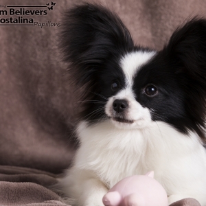 6 months old Odrija