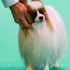 Pojke Crufts 2014