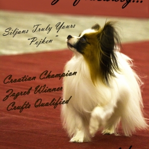 Pojke Croatian Champion & Zagreb Winner