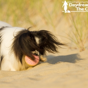 Miska at the Beach