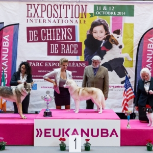 6 months old, BIS puppy 3 Orleans 2014