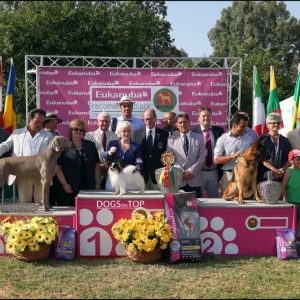 BIS Lisboa Int Dogshow 2013