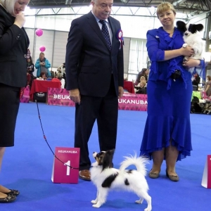 6 months, European Puppy winner 2014 BRNO