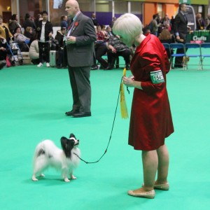 Joker at Crufts 2018