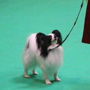 Joker at Crufts 2018