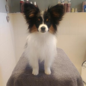 Orlando 4,5 months old