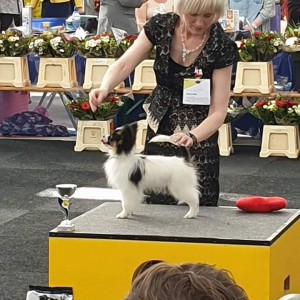 Orlando Reserve Best In Show Puppy Int. Dogshow KV RIJNLAND