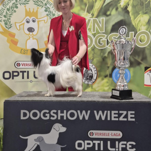 Frangipane Wieze Group Winner
