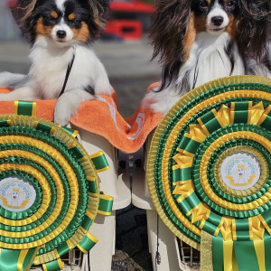 Wieze dogshow 2024 - Rio BIS puppy / James BIS