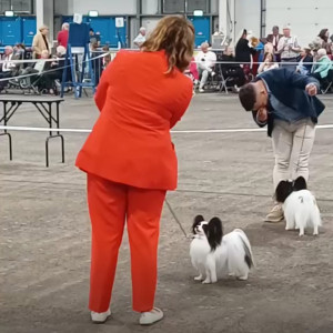 Gio BOB Scottish Ch show 2024