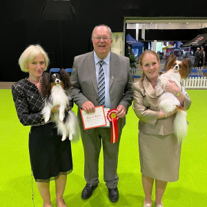 BOB & BOS for James and Funshine City of Birmingham Championship show 2024