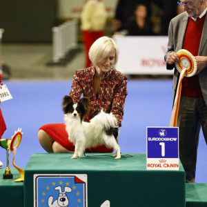 Junior Best in Show Kortrijk 2024 for Hooligan