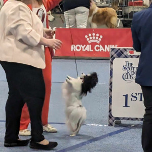 Gio Toy Group Winner Scottish Ch. Show 2024