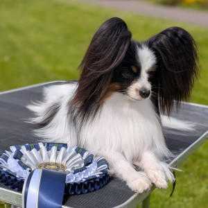 BREED CC RECORD HOLDER GIO