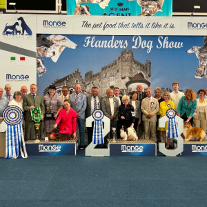 RBIS Flanders dogshow 2026 for Zillion
