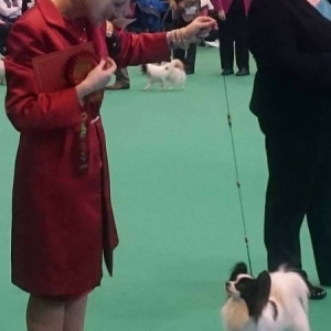 Crufts '17 Yearling Class Winner Odrija