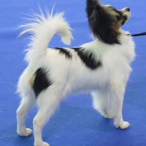 6 months, European Puppy winner 2014 BRNO