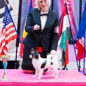 6 months old, BIS puppy 3 Orleans 2014