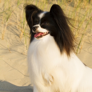 Miska at the Beach