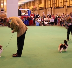 RCC Crufts together with our BOB winner Noriko taking Group 4 that day!