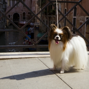 Celebrating his victory in Venice