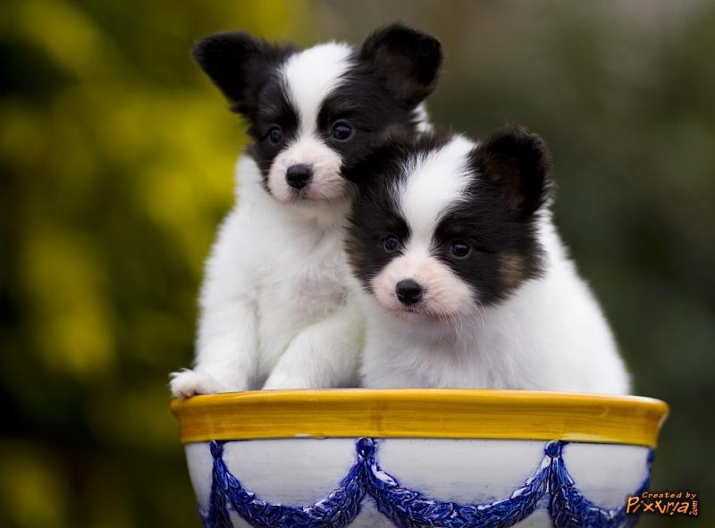Vlinderhondpup kopen beschikbaar Aalst Oost-Vlaanderen Belgie