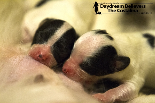 puppy vlinderhond pup kopen Aalst Belgie