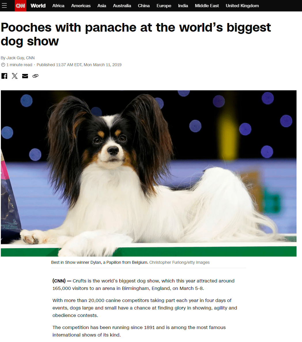 Pooches with panache at the world's biggest dog show dylan best in show crufts